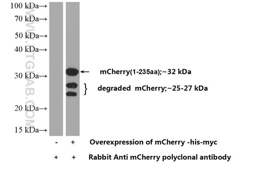 [26765-1-AP-150UL] mCherry Polyclonal antibody