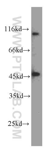 [60235-1-IG-150UL] transcription termination factor-Specific Monoclonal antibody