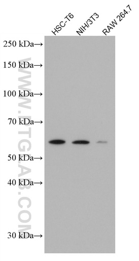 [66794-1-IG-20UL] p57Kip2 Monoclonal antibody