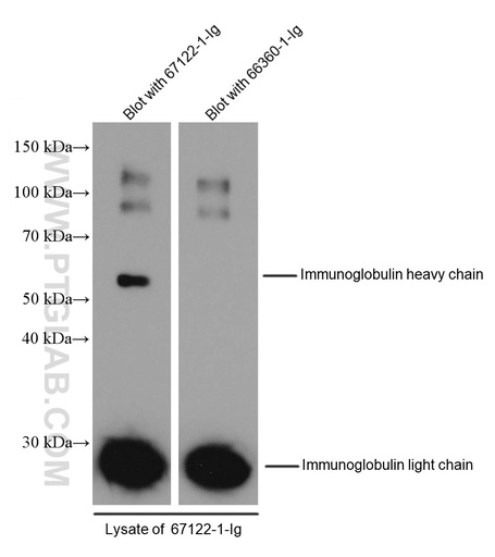 [67122-1-IG-150UL] mFC tag Monoclonal antibody