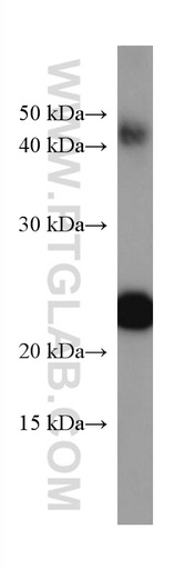 [67293-1-IG-150UL] luciferase Monoclonal antibody