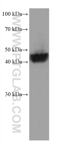 [67721-1-IG-150UL] nectin 4 Monoclonal antibody