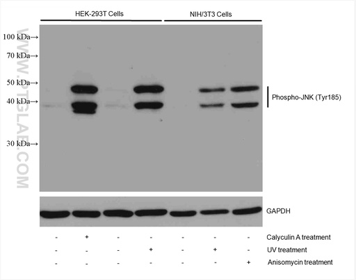 [80024-1-RR-100UL] Phospho-JNK (Tyr185) Recombinant antibody