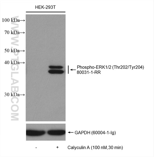 [80031-1-RR-100UL] Phospho-ERK1/2 (Thr202/Tyr204) Recombinant antibody