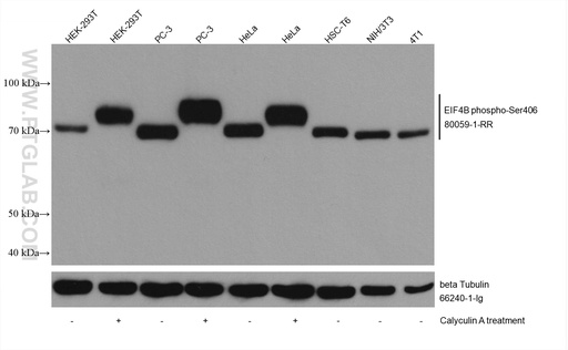 [80059-1-RR-100UL] Phospho-EIF4B (Ser406) Recombinant antibody