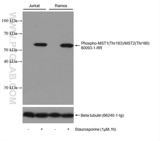 [80093-1-RR-100UL] Phospho-MST1 (Thr183)/MST2 (Thr180) Recombinant antibody