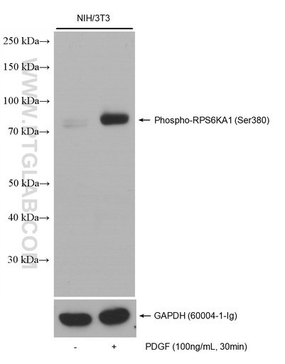 [80108-1-RR-100UL] Phospho-RPS6KA1 (Ser380) Recombinant antibody