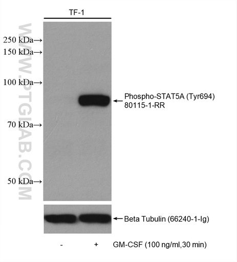 [80115-1-RR-100UL] Phospho-STAT5A (Tyr694) Recombinant antibody