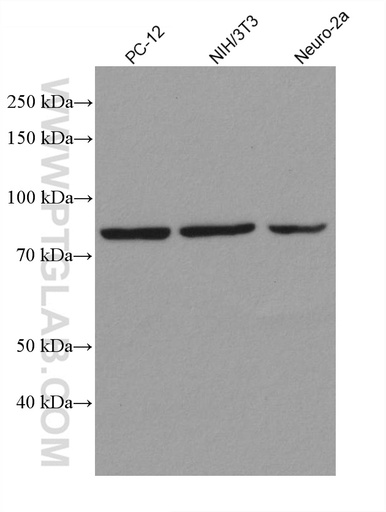 [80149-1-RR-100UL] STAT3 Recombinant antibody
