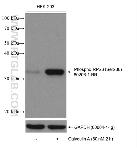 [80206-1-RR-100UL] Phospho-RPS6 (Ser236) Recombinant antibody