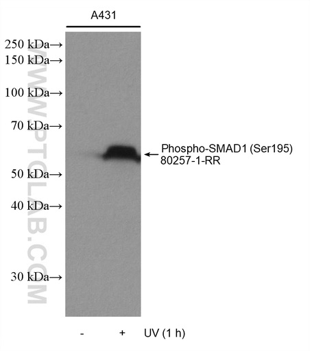 [80257-1-RR-100UL] Phospho-SMAD1 (Ser195) Recombinant antibody