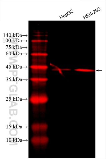 [CL594-66119-100UL] CoraLite®594-conjugated PDH E1 Alpha Monoclonal antibody