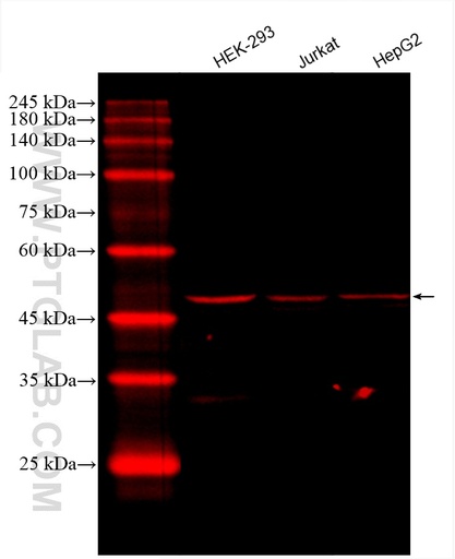 [CL594-66194-100UL] CoraLite®594-conjugated DEK Monoclonal antibody