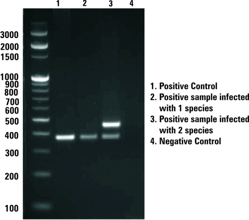 [CCK009-25R] EZdetectTM PCR kit for Mycoplasma detection
Based on 16S-23S rRNA spacer region     